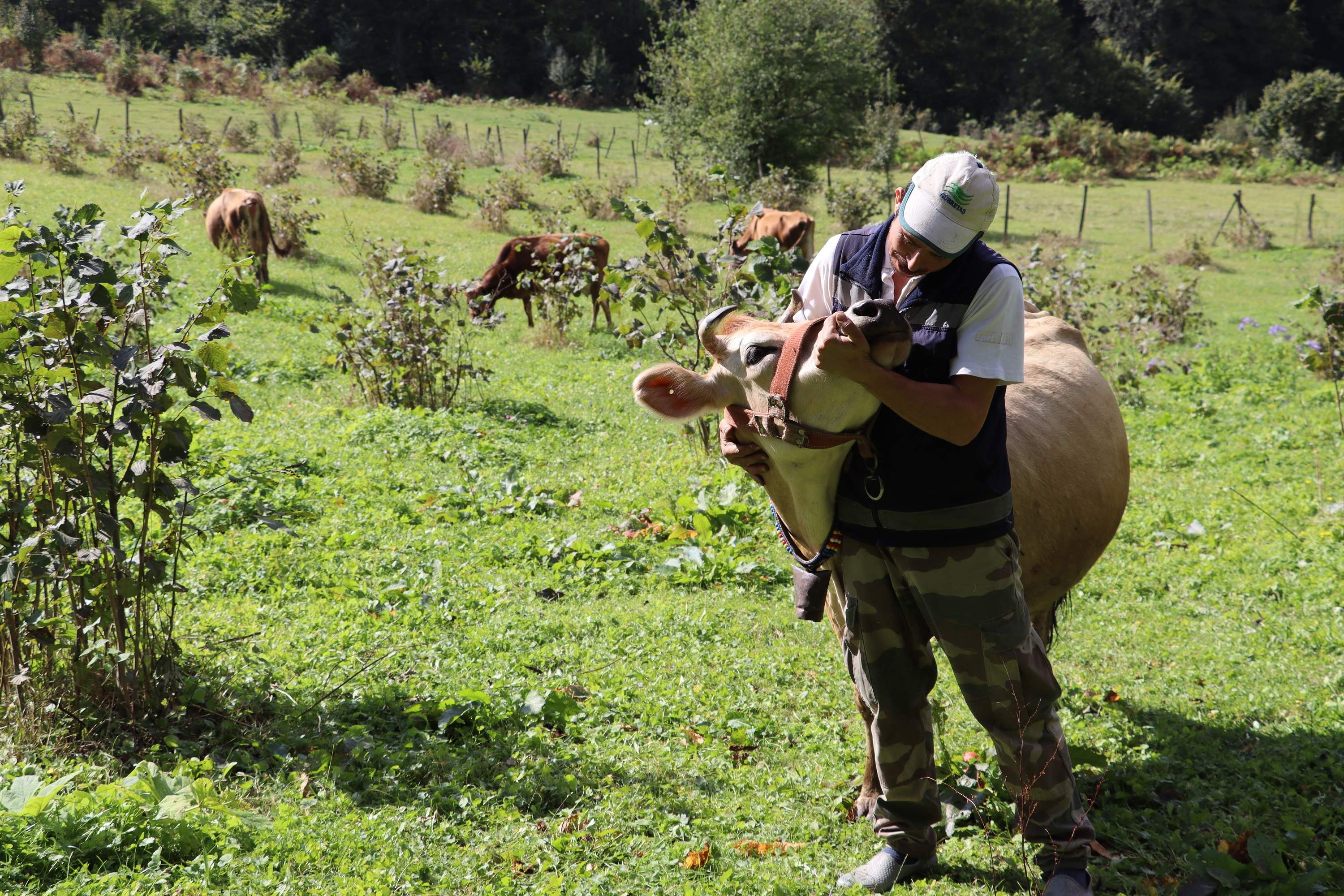 DÜŞÜK MALİYET, KALİTELİ SÜT